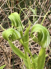 Pterostylis oliveri