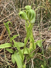 Pterostylis oliveri