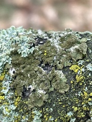 Melanohalea exasperatula