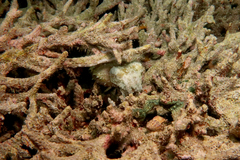 Sepia bandensis
