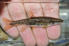 Rhinichthys obtusus