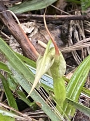 Pterostylis banksii