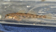 Etheostoma nigrum