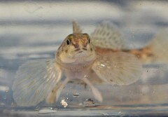 Etheostoma nigrum