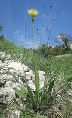 Leontodon biscutellifolius
