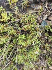 Pimelea suteri