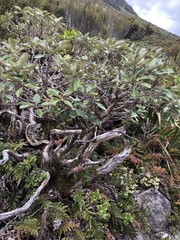 Brachyglottis elaeagnifolia