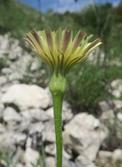 Leontodon biscutellifolius