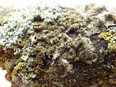 Melanohalea exasperatula