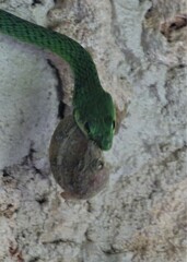 Philothamnus punctatus