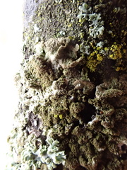 Melanohalea exasperatula