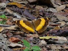 Yoma sabina