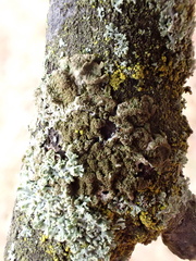 Melanohalea exasperatula