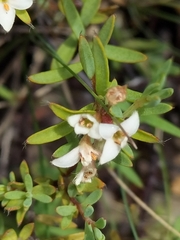 Pimelea suteri
