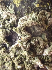 Melanohalea exasperatula