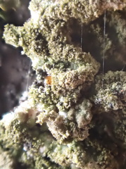 Melanohalea exasperatula