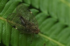 Nogodinidae