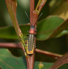 Chauliognathus tricolor