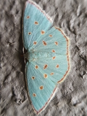 Comostolopsis stillata