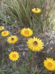 Xerochrysum