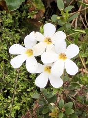 Ourisia