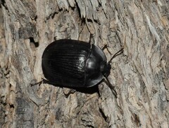 Pterohelaeus