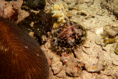 Cypraea tigris