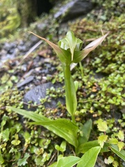 Pterostylis australis