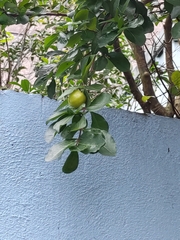 Malpighia emarginata