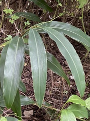 Alpinia