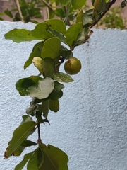 Malpighia emarginata