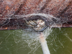 Neoscona adianta