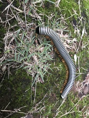 Diplopoda
