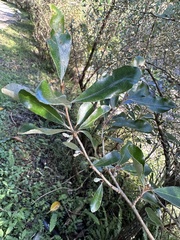 Elaeagnus oldhamii