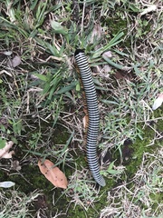Diplopoda