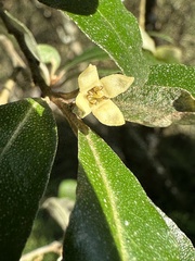 Elaeagnus oldhamii