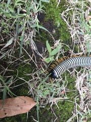 Diplopoda