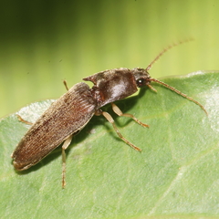 Ochosternus zealandicus