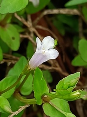 Torenia anagallis