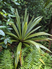Cordyline indivisa