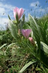 Convolvulus lineatus