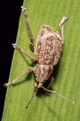 Phlyctinus callosus