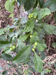 Solanum diphyllum