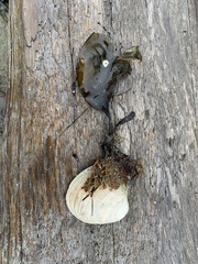 Saccharina latissima