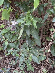 Solanum diphyllum