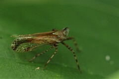 Orthopagus
