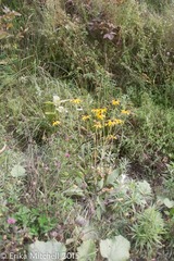 Rudbeckia hirta pulcherrima