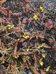 Drosera arcturi