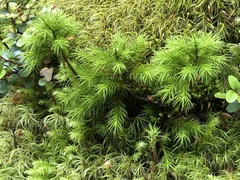 Dendroligotrichum tongariroense