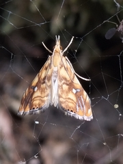 Glaucocharis selenaea